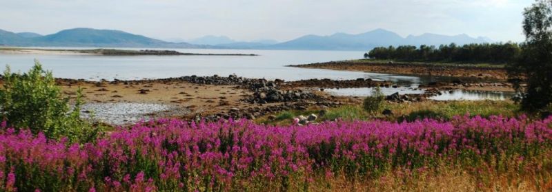 Farbenprächtig blühenden Fjordlandschaft